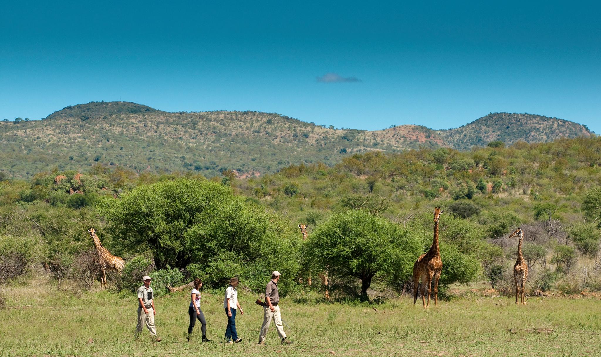 Madikwe Safari Lodge Madikwe Game Reserve Eksteriør bilde